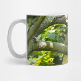 Mourning Dove Perched In a Tree Mug